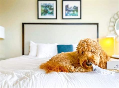 dog friendly hotels historic savannah.